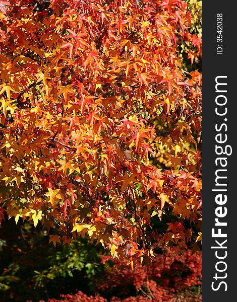 Red tree leaves in the country, autumn colors. Red tree leaves in the country, autumn colors