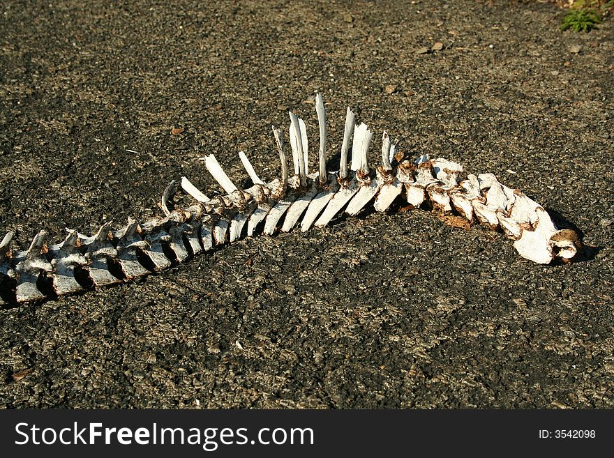 A Deer Spine on the ground