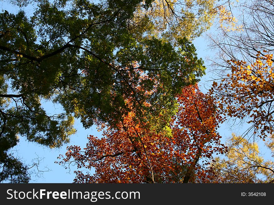 Red and green tree leaves in the country, autumn colors. Red and green tree leaves in the country, autumn colors