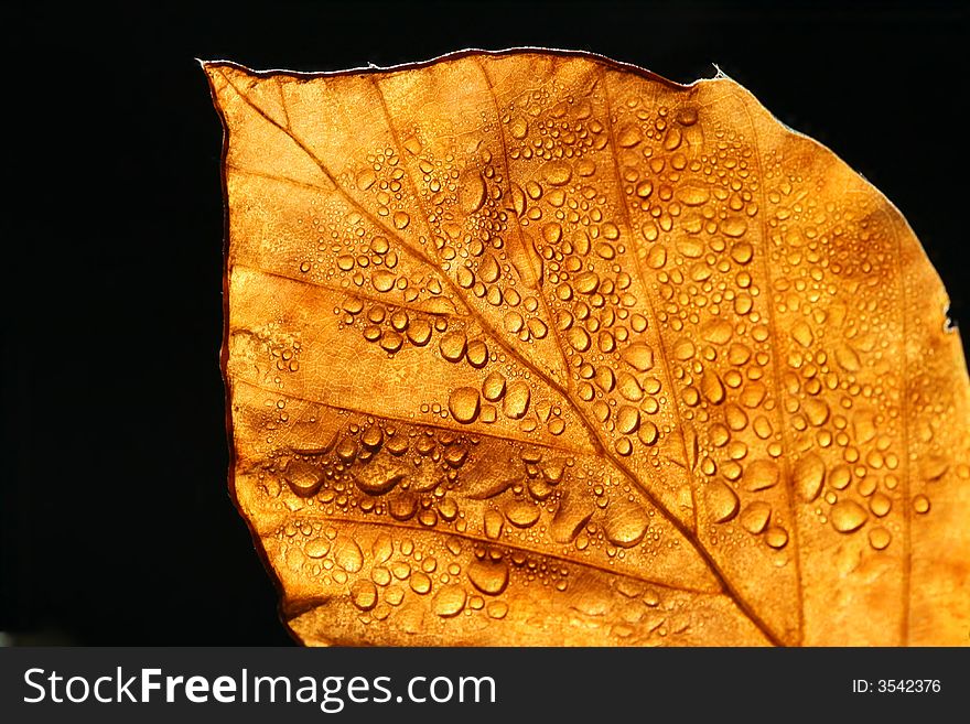 Rainy beech leaf with many drops. Rainy beech leaf with many drops