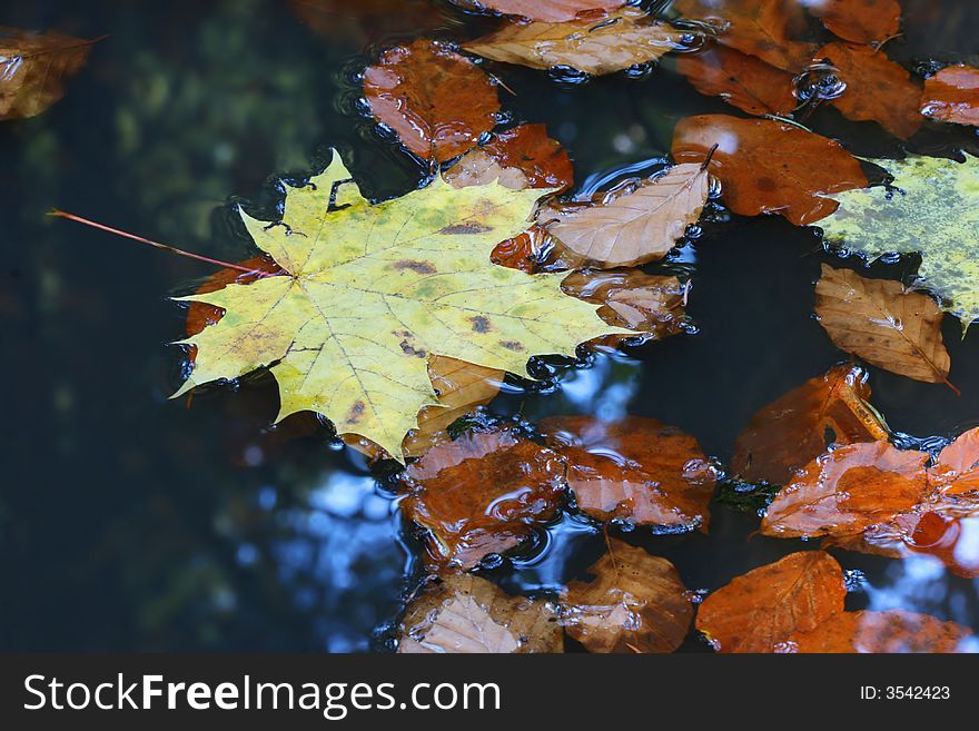 Leaves On Water