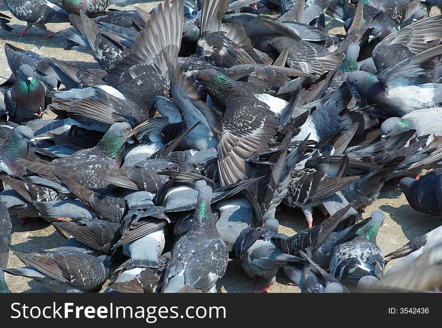 Group of pigeons on St. Marcus square in Venice