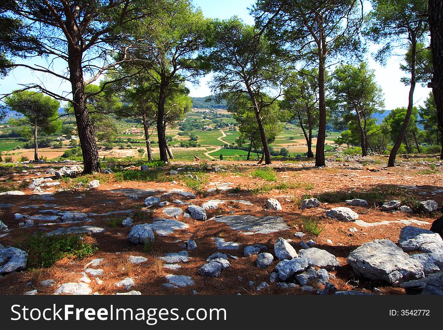 Superb pine forest in provence (france) near saint tropez