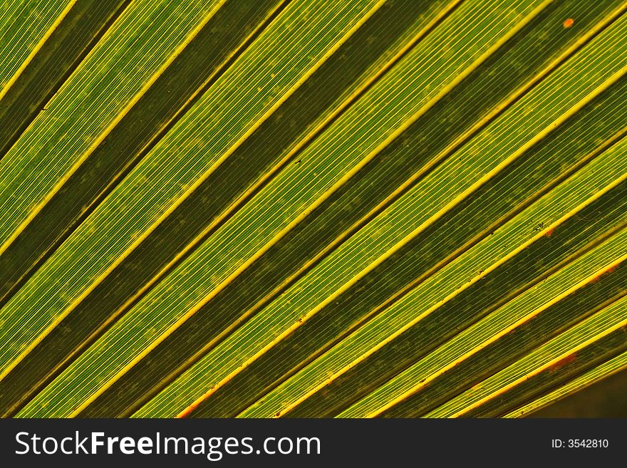 Palm tree leaf abstract background. Palm tree leaf abstract background
