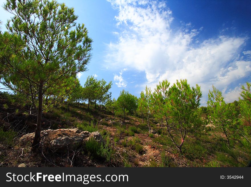 Pine Trees Landscape And Blue Sky