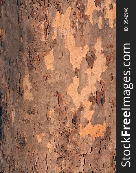 The bark of a tree forming interesting texture ideal for backgrounds. The bark of a tree forming interesting texture ideal for backgrounds