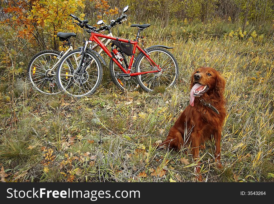 Red dog and two sportive bikes at the autumn nature. Red dog and two sportive bikes at the autumn nature