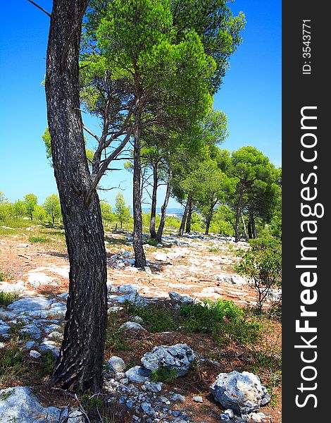 Beautiful pines in provence (france)