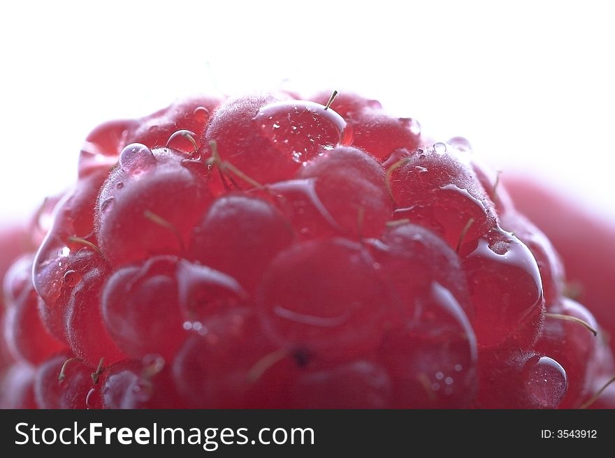 Dark red berries of a raspberry on a white background