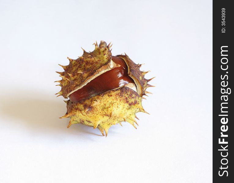 Chestnut In Schell