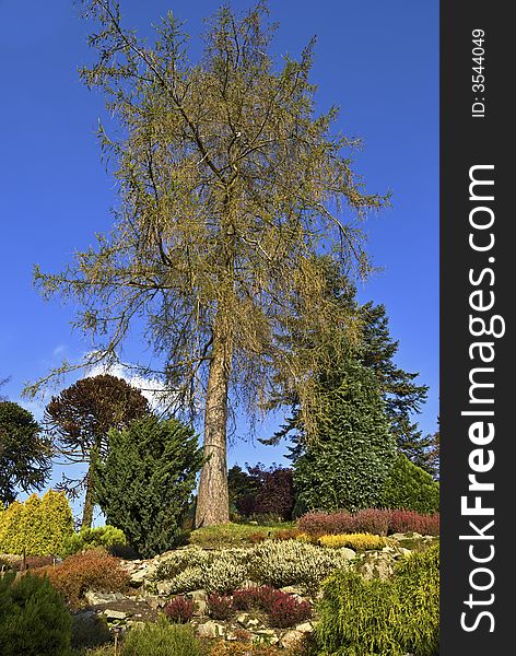 A colourful Heather garden in Autumn. A colourful Heather garden in Autumn