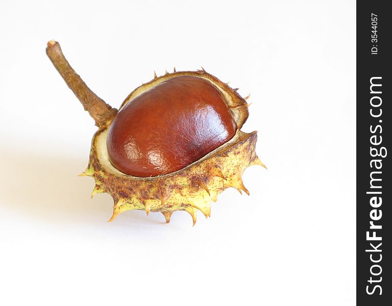 Chestnut in schell