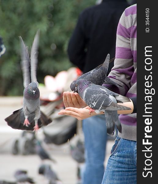 A few pigeons while eating from the hand palm of two people. A few pigeons while eating from the hand palm of two people