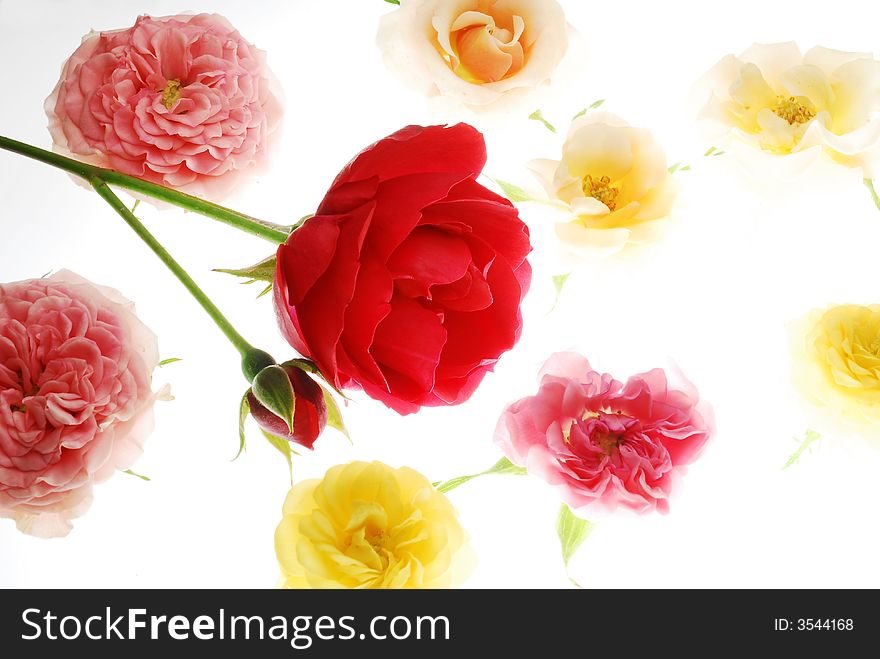 Different roses on white background