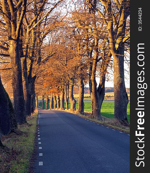 Tree avenue with old trees watching the road. Tree avenue with old trees watching the road.