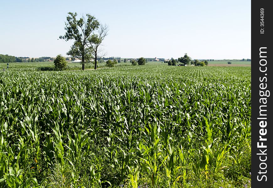 Big green corn field in czech republic - summer time