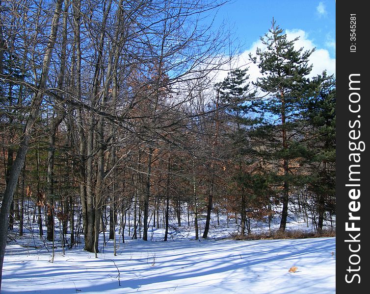 Trees And Forest In Winter Day