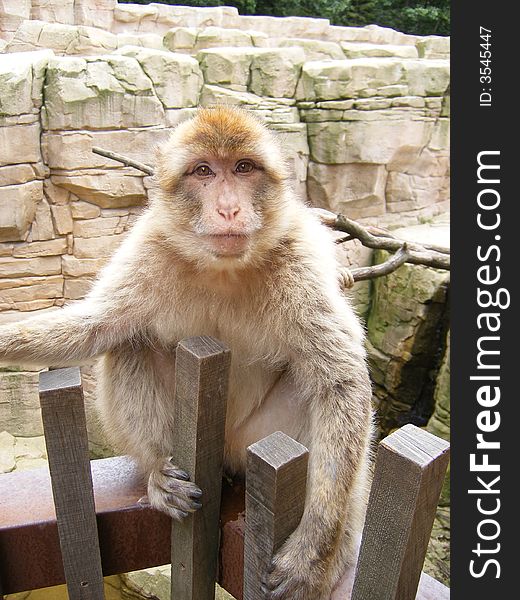 A monkey sitting on a fence