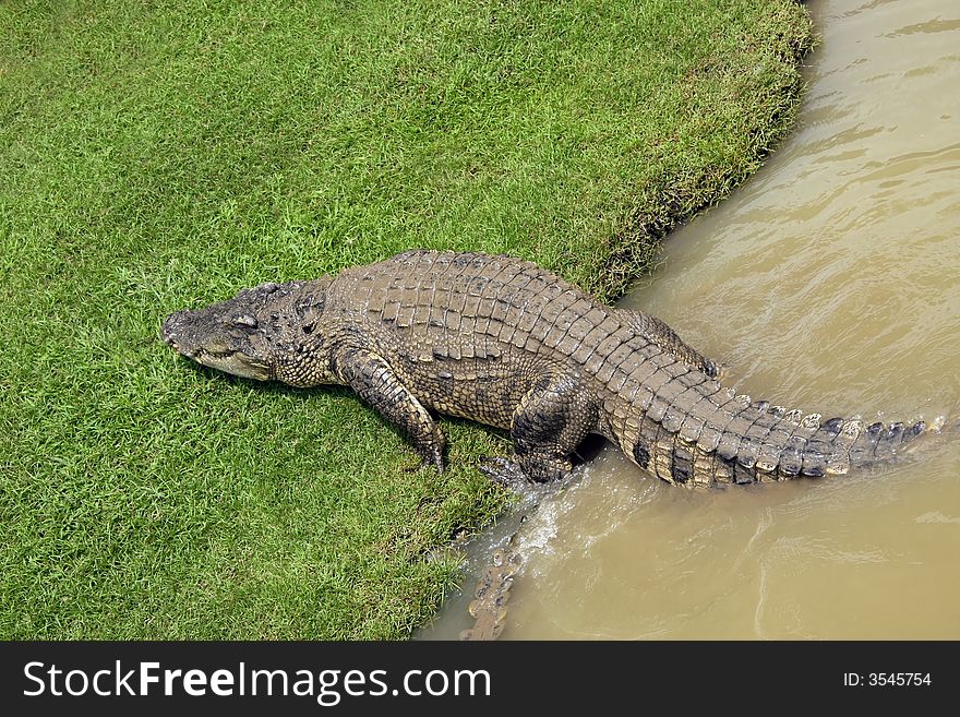 Crocodile coming out from water