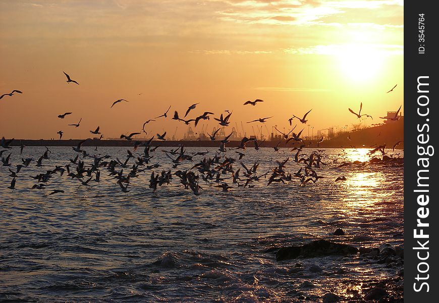 Sunset from sea with seagulss