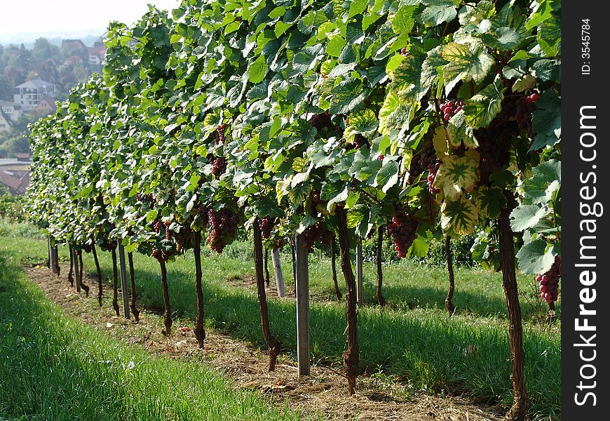 New vineyard in Bordeaux, France.