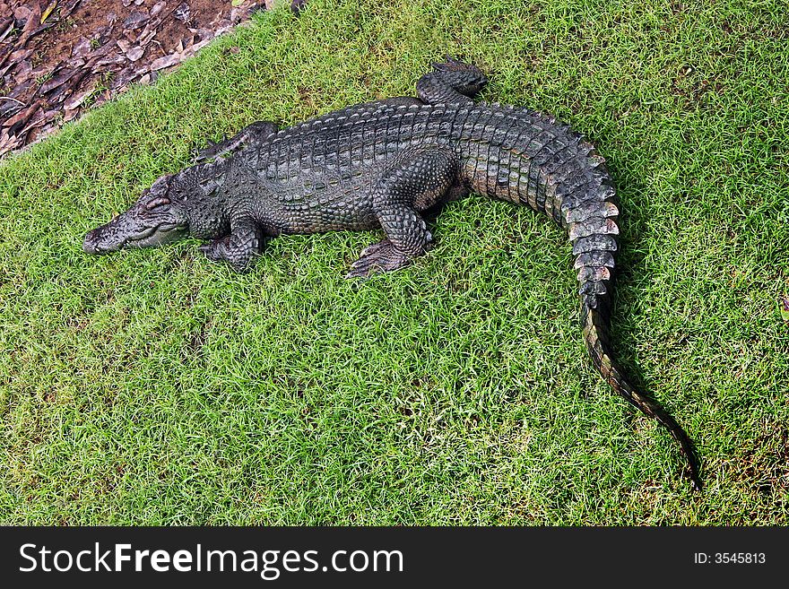 Crocodile taking a nap in the green grass. Crocodile taking a nap in the green grass