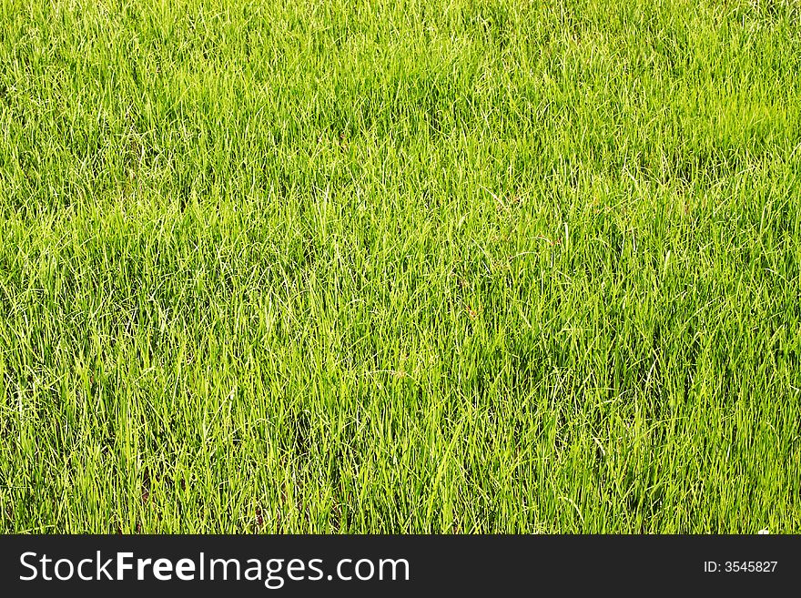 Green rice field ideal for background or texture