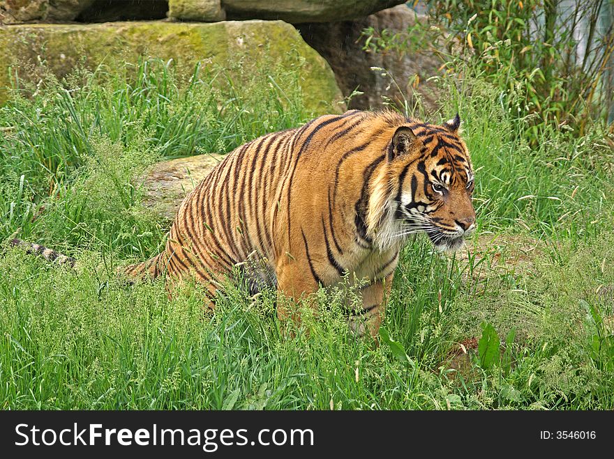 Amur Tiger watching his Pray