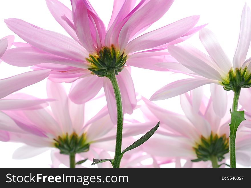 Image of pink flowers from behind