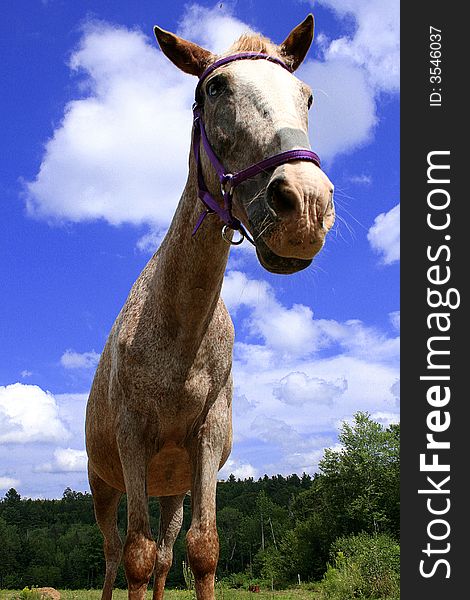 Horse photo from a low perspective. Horse photo from a low perspective.