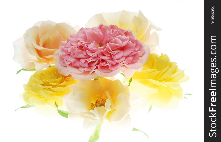 Pink and yellow roses on white background. Pink and yellow roses on white background