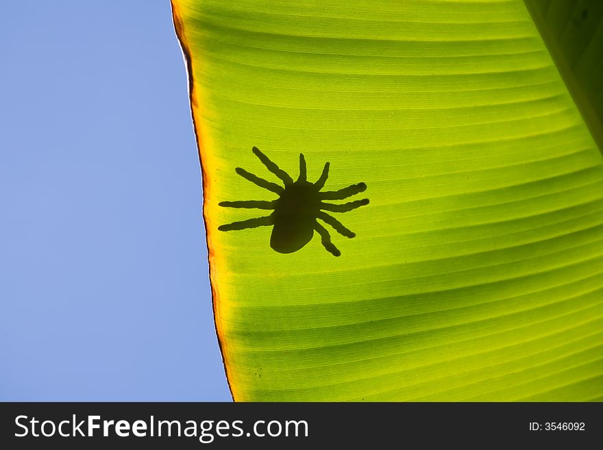 Spider silhouette on backlight leaf. Spider silhouette on backlight leaf