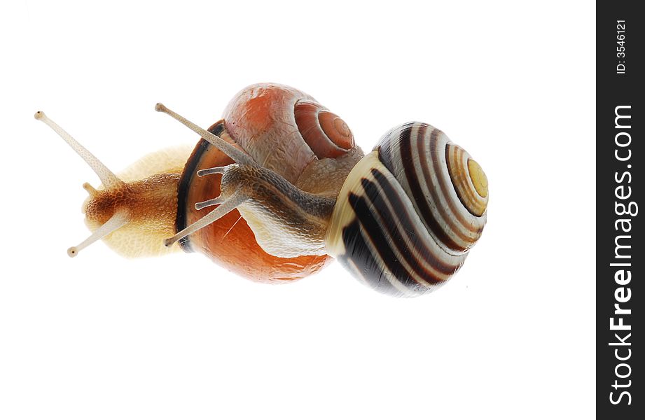 Close up of snails on white background