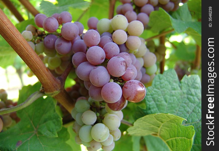 White grapes in new vineyard.