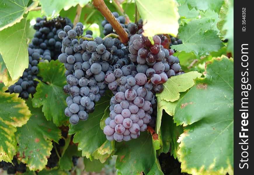 Black/blue grapes in new vineyard.