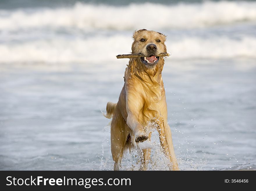 Golden Retriever playing on the beach