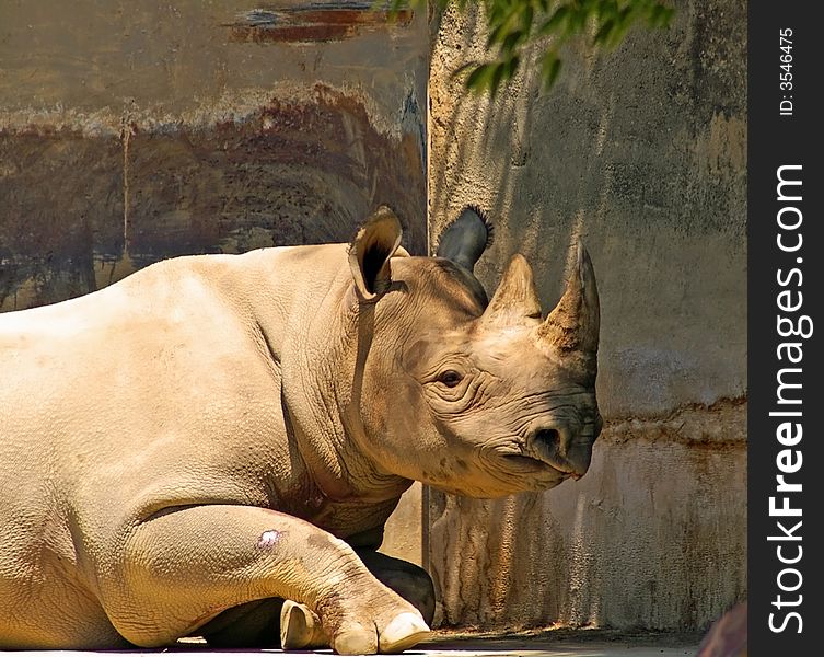 White Rhino laying down at the Columbus Zoo