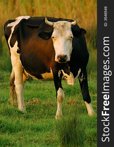 Image shows a cow with horns looking curiously at the camera