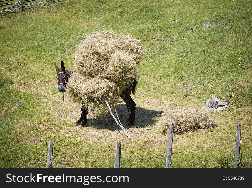 A donkey loaded with bindle of hay. A donkey loaded with bindle of hay