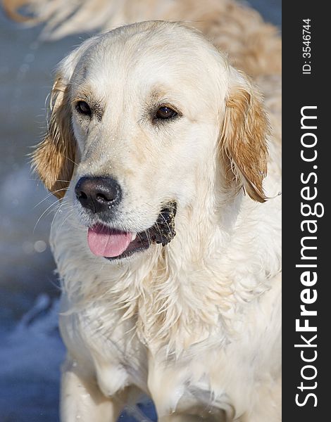 Golden retriever at the beach looking forward