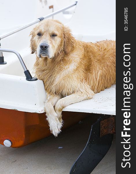 Golden retriever laying on a water - wheel