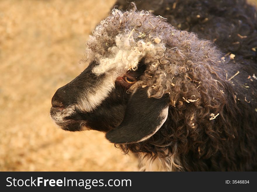 Beautiful goat or colorful wooly sheep. Beautiful goat or colorful wooly sheep