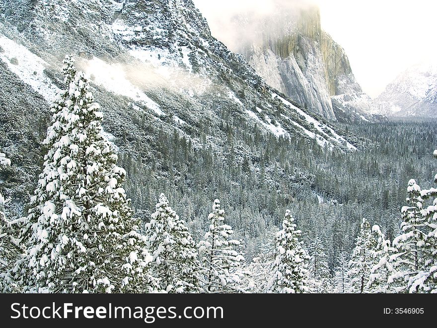 Winter forest under el capitan covered with snow. taken from the famous tunnel view spot