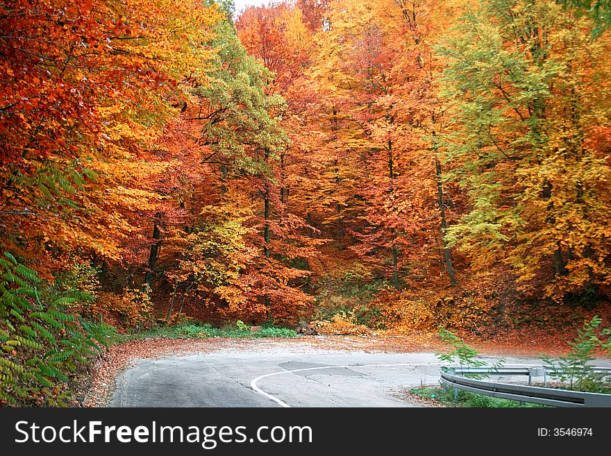 Rural road in the big autumn wood. Rural road in the big autumn wood