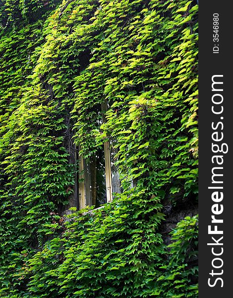 Old wall with window covered with green leafs. Old wall with window covered with green leafs