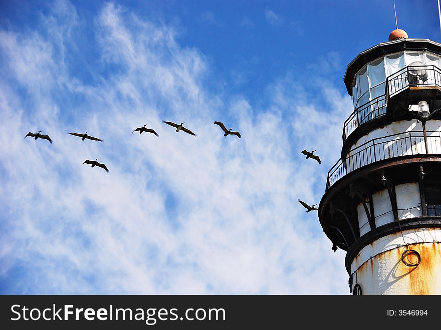 Brown Pelicans flying over Pigeon Point Lightstation against a blue sky. Brown Pelicans flying over Pigeon Point Lightstation against a blue sky