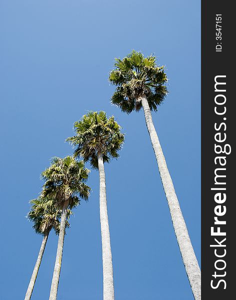 Four tall palm trees against blue sky. Four tall palm trees against blue sky