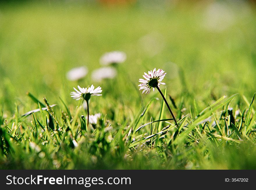White daisy flowers surrounded by green grass. White daisy flowers surrounded by green grass