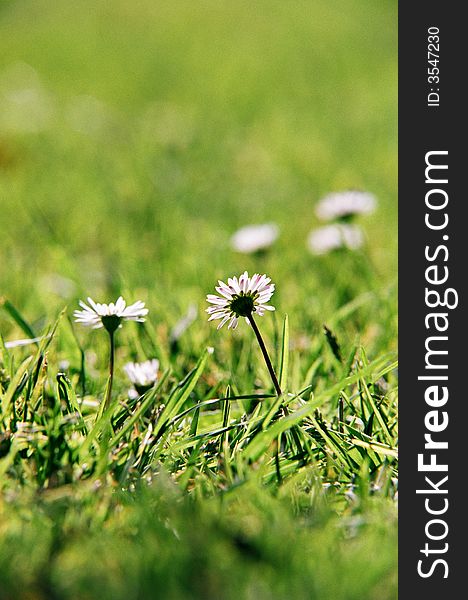 White daisy flowers surrounded by green grass. White daisy flowers surrounded by green grass