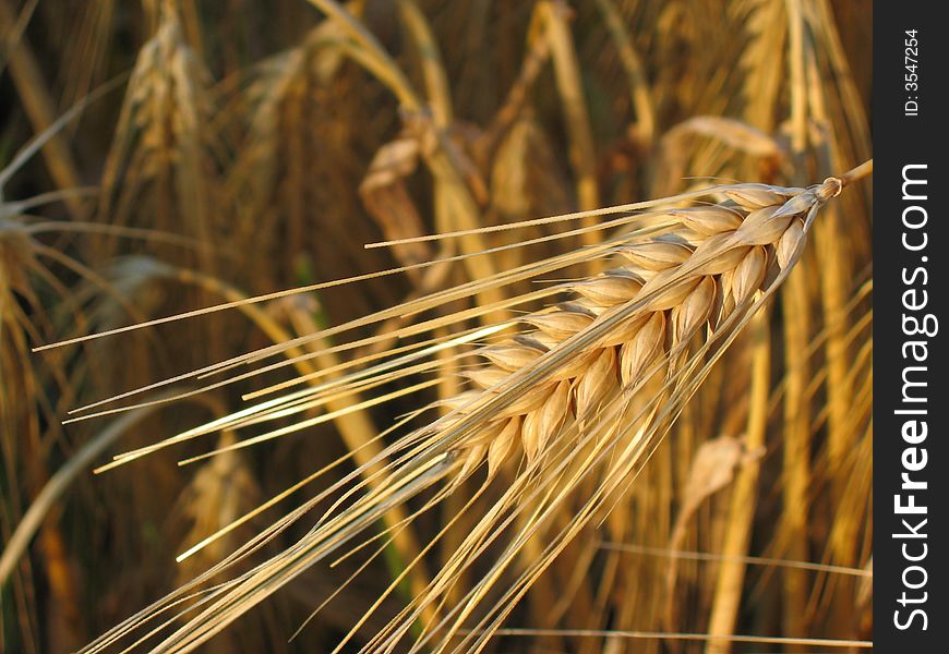 Grain At Summer